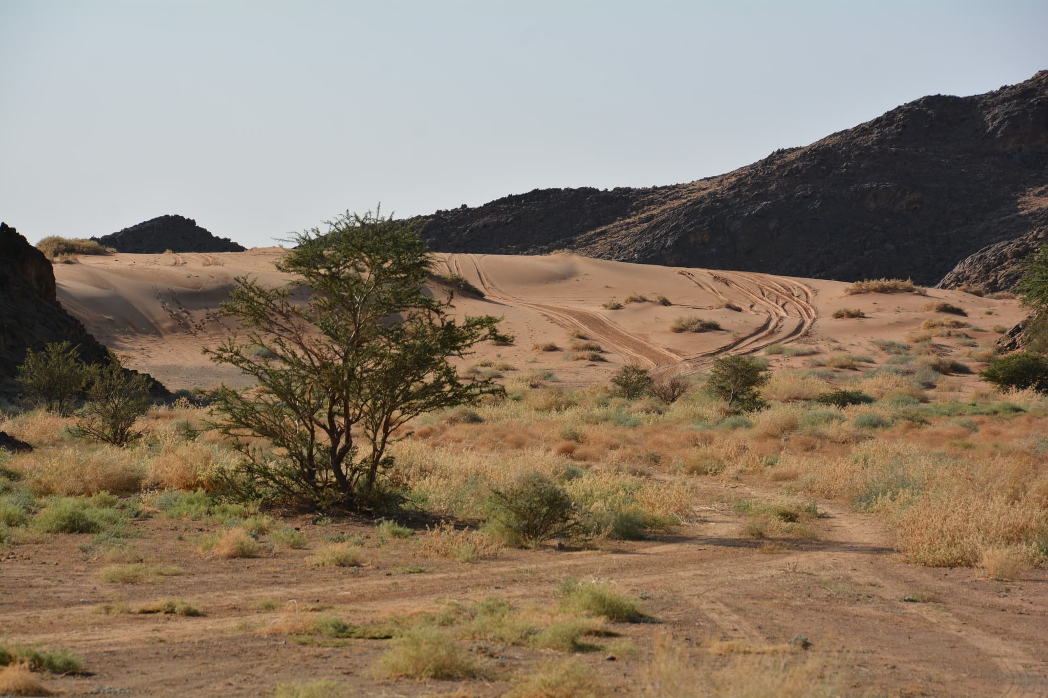 Ancient Masil — The Carved Secrets of Arabia's Past